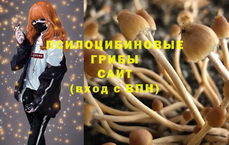 наркота  Чехов  Псилоцибиновые грибы Psilocybe 